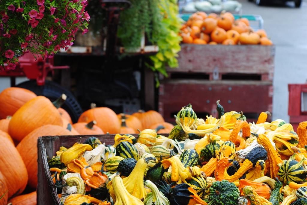 Seasonal Gourds at Davison Orchards